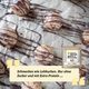 Lebkuchen Protein Bites – bio, vegan mit Extra pflanzlichem Protein